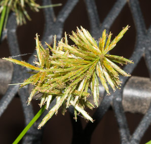 Cyperus strigosus (straw-colored flatsedge, umbrella sedge, false nutsedge)