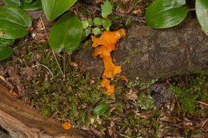 Dacrymyces cokeri (orange jelly fungus)
