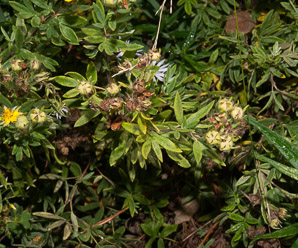 Dasiphora fruticosa (shrubby cinquefoil)