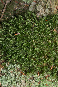 Dicranum scoparium (windswept moss, broom forkmoss)