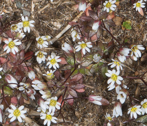 Draba verna (spring draba, spring whitlow-mustard, spring Whitlow-grass)