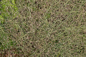 Eragrostis spectabilis (purple love grass)
