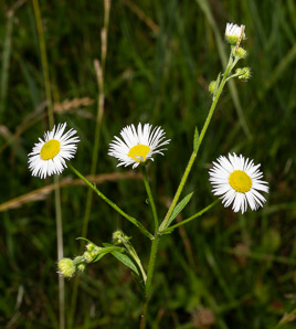 Erigeron annuus (daisy fleabane, rough fleabane, eastern daisy fleabane)