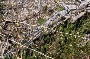 Erysimum repandum (bushy wallflower)