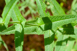 Eupatorium perfoliatum (boneset, common boneset, thoroughwort)