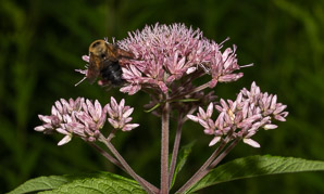Eutrochium fistulosum (hollow Joe-Pye weed, trumpetweed, purple thoroughwort)