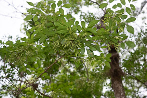 Fraxinus caroliniana (pop ash, Florida ash, swamp ash, Carolina ash, water ash)