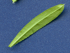 Galium aparine (catchweed bedstraw)
