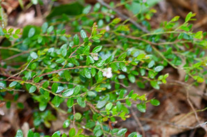 Gaylussacia brachycera (box-huckleberry, box-leaved whortleberry)