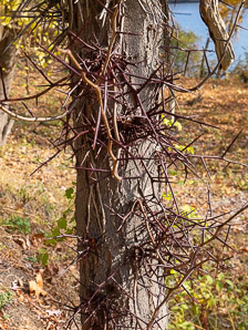 Gleditsia triacanthos (honey locust, thornless honey locust, honeylocust)