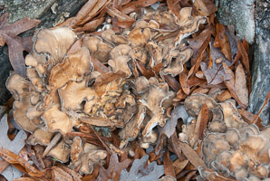 Grifola frondosa (hen of the woods)