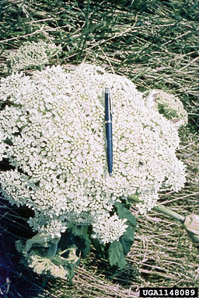 Heracleum mantegazzianum (giant hogweed, cartwheel-flower, wild parsnip, white rhubarb, giant cow parsnip, giant cow parsley)