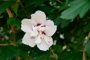 Hibiscus syriacus (rose of Sharon)