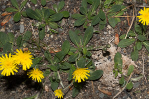 Hieracium pilosella (mouse ear, mouse ear hawkweed)