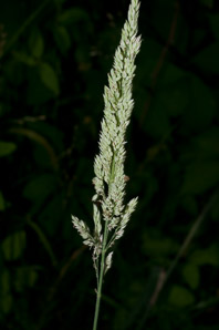Holcus lanatus (velvet grass, sweet velvet grass, Yorkshire fog, common velvetgrass)