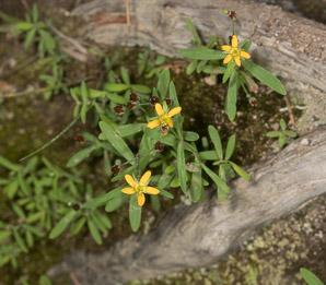 Hypericum mutilum (dwarf St. John’s-wort)