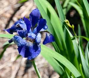 Iris sibirica (blue Siberian iris)