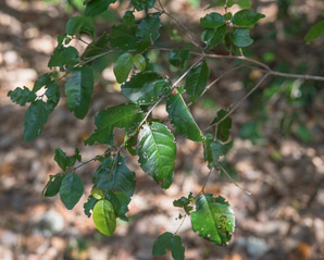 Krugiodendron ferreum (black ironwood)