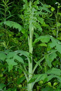 Lactuca biennis (tall blue lettuce)