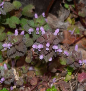 Lamium purpureum (purple dead-nettle, red dead-nettle)