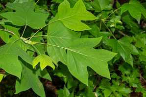 Liriodendron chinese (Chinese tulip poplar, Chinese tulip tree, Chinese whitewood)