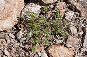 Lupinus succulentus (arroyo lupine, hollowleaf annual lupine, succulent lupine)