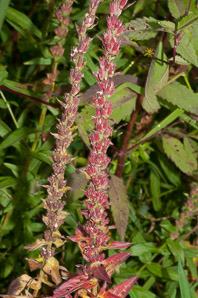 Lythrum salicaria (purple loosestrife)