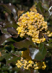 Mahonia aquifolium (oregon grape)