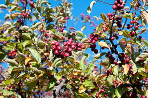 Malus hupehensis (Chinese crabapple, Hupeh crab, Chinese crab apple)