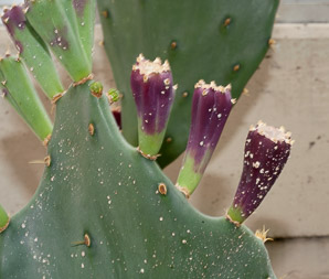 Mammillaria plumosa (feather cactus)