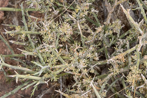 Menodora spinescens (spiny menodora)