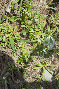 Mollugo verticillata (carpetweed)