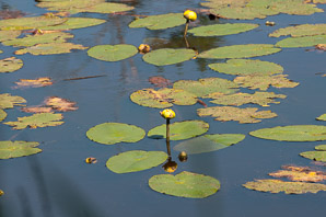 Nuphar lutea (yellow pond lily, spatterdock)