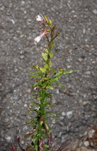 Oenothera simulans (southern beeblossom, southern gaura, southern butterly weed, morning honeysuckle)