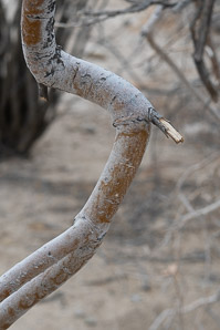 Olneya tesota (desert ironwood, ironwood)