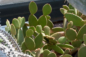 Opuntia rufida (prickly pear cactus, cinnamon cactus, blind pricklypear)
