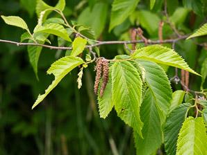 Ostrya virginiana (Eastern hophornbeam, ironwood, hophornbeam, hop-hornbeam)