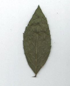 Oxydendrum arboreum (sourwood)