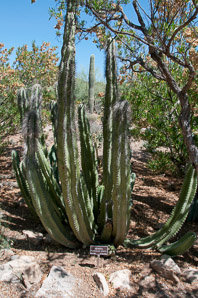 Pachycereus schottii (señita cactus, old man cactus)