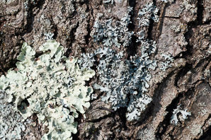 Parmeliopsis ambigua (green starburst lichen, ambiguous bran lichen)