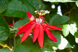 Passiflora coccinea (red passion vine, red passion flower)