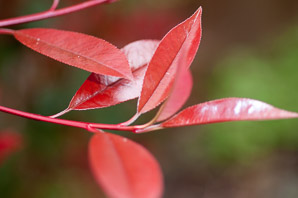 Photinia × (red robin)