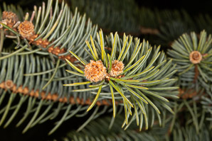 Picea pungens (Colorado spruce, blue spruce, Colorado blue spruce)