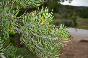 Pinus edulis (pinyon pine, two-needle pinyon, piñon, twoneedle piñon)