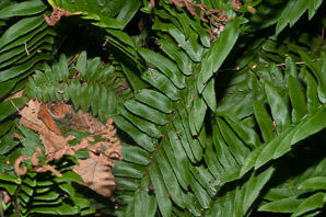 Polystichum acrostichoides (Christmas fern)
