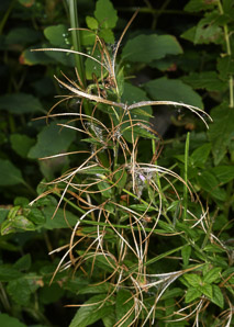 Potamogeton bicupulatus (snail-seed pondweed)