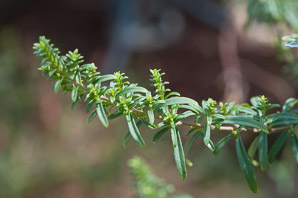 Prostanthera phylicifolia (spiked mint bush)
