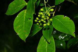 Prunus virginiana (common chokecherry, chokecherry)
