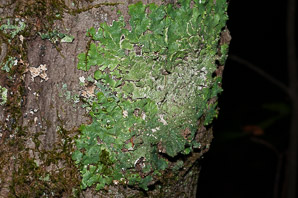 Punctelia rudecta (rough speckled shield, speckleback lichen)