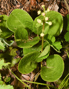 Pyrola americana (rounded shinleaf, American wintergreen)